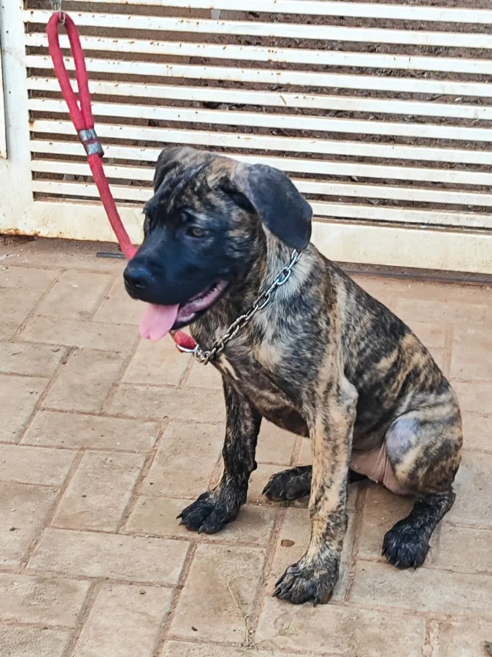 Filhotes de cane corso