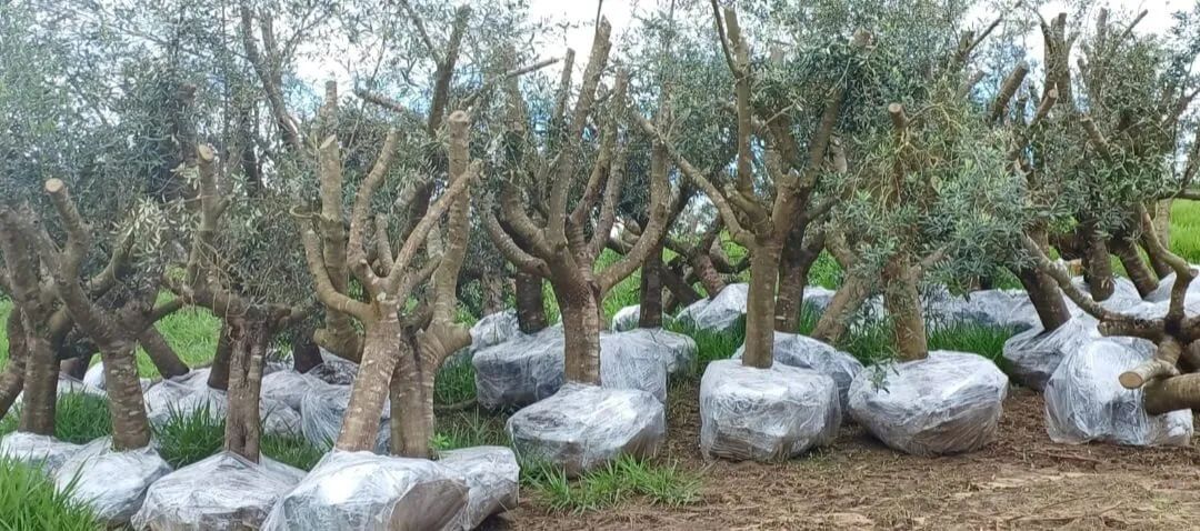 mudas da oliveira  30 anos  