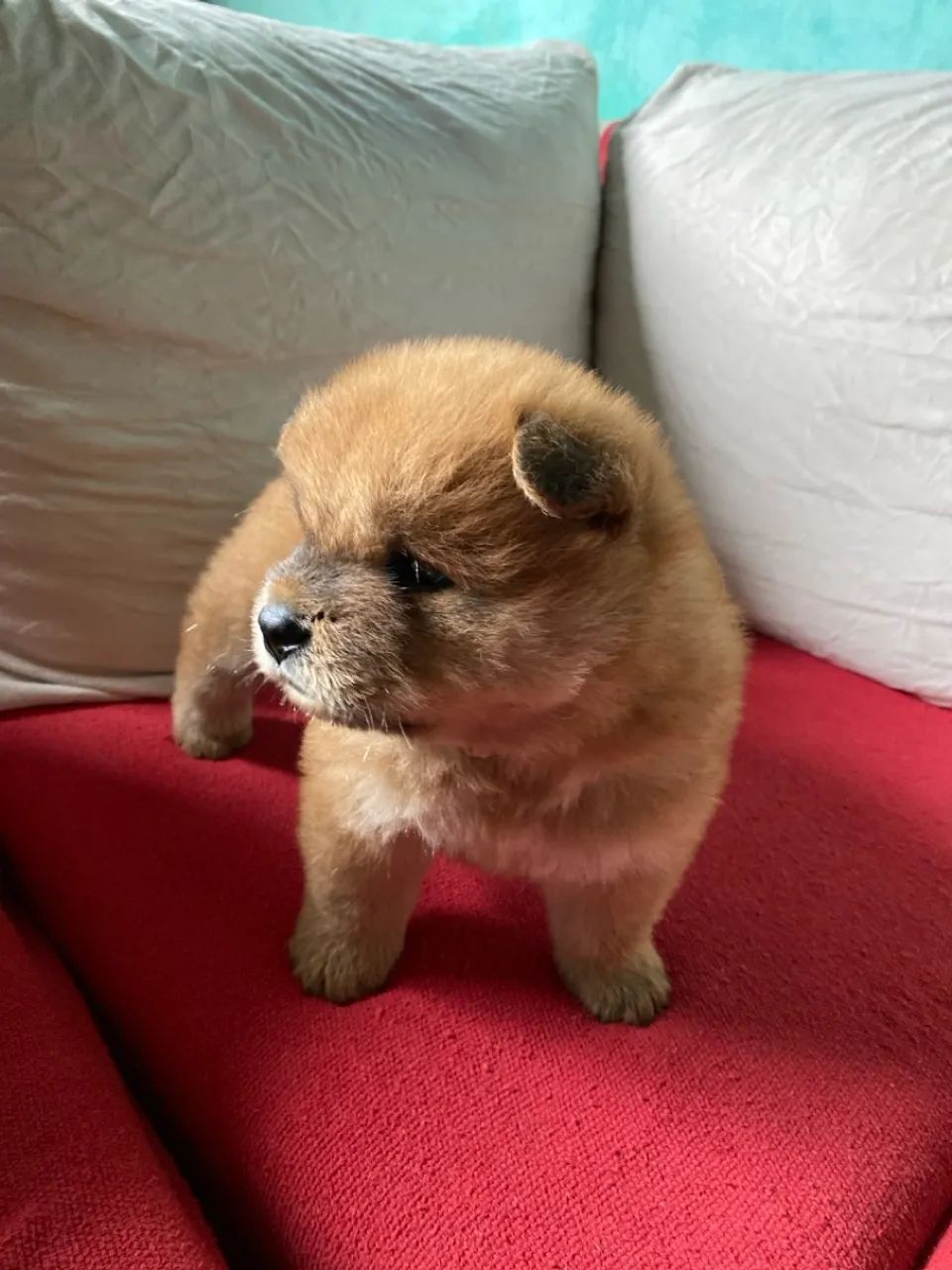 Filhote Chow-Chow - Foto 3