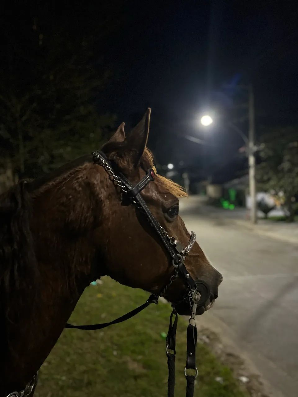 Cavalo à venda  - Foto 3