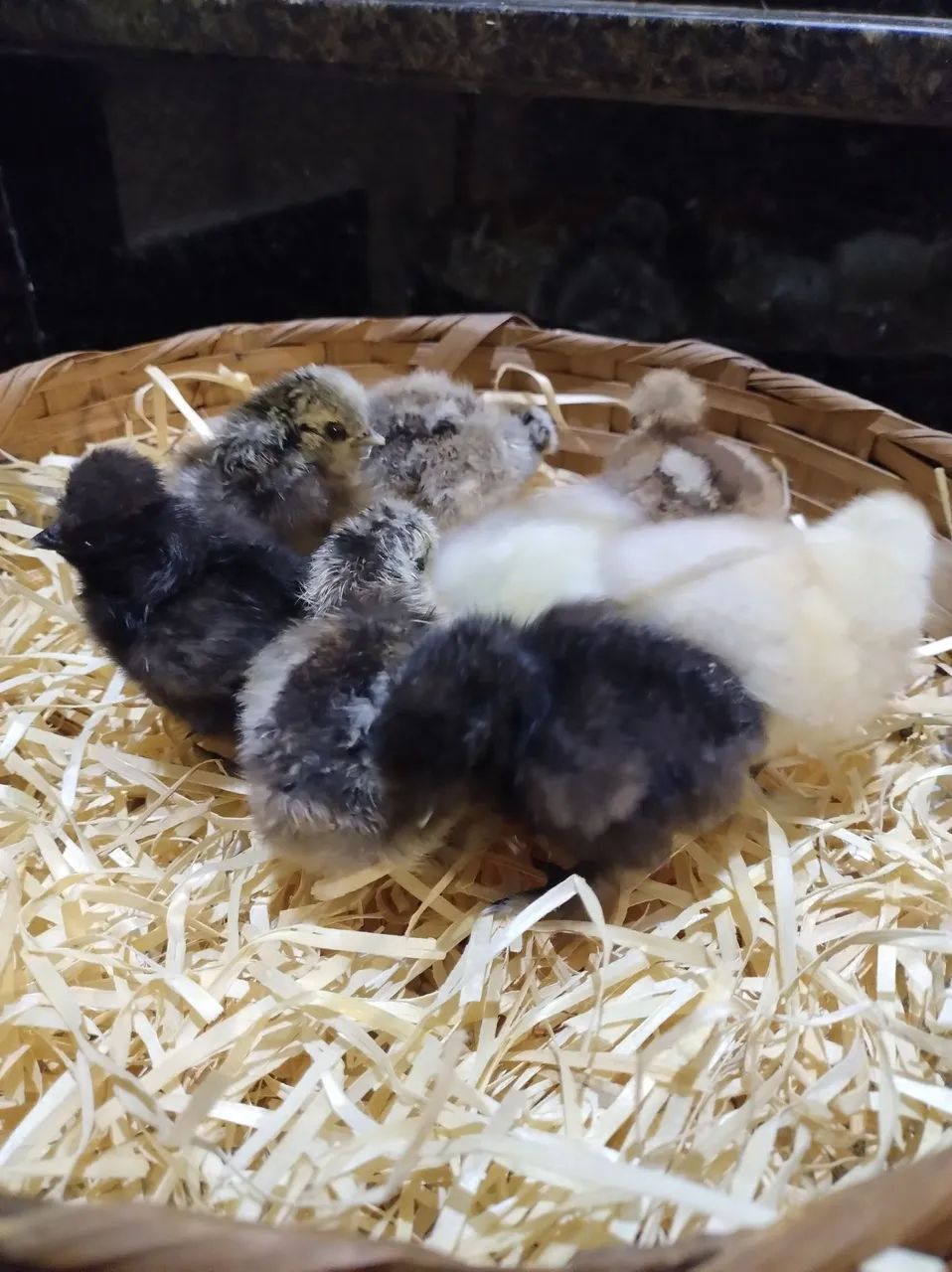 Galinha Sedosa - Pintinhos e franguinhos  - Foto 4