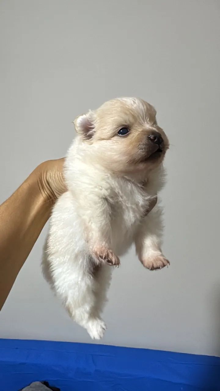 Filhotes de Spitz Alemão  - Foto 4