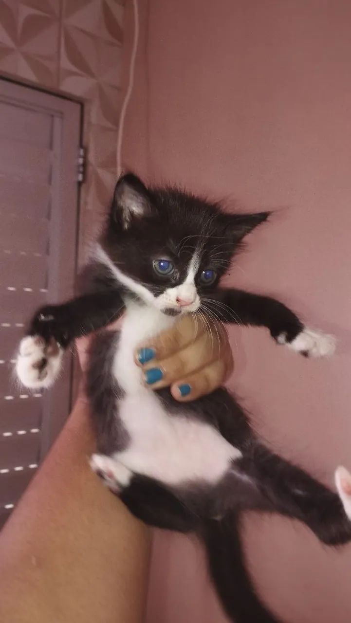 DOA-SE GATINHA DÓCIL FÊMEA  - Foto 2