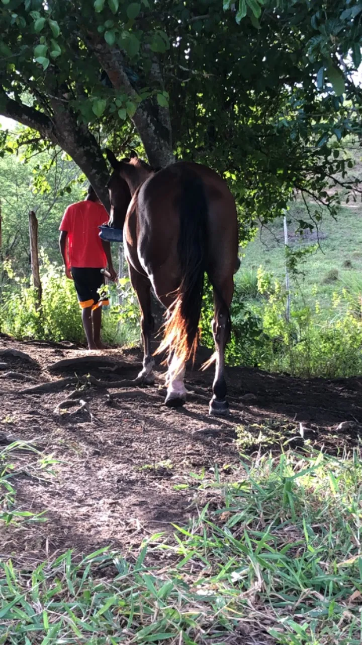 Cavalo a venda