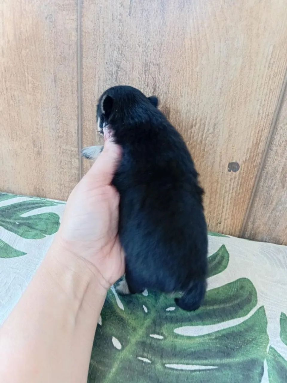 Spitz Alemão fêmea anã Black Tan para reserva!  - Foto 2