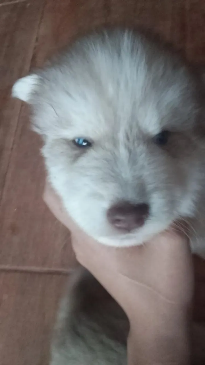 Filhote de Husky Siberiano - Pelúcia de Olhos Azuis