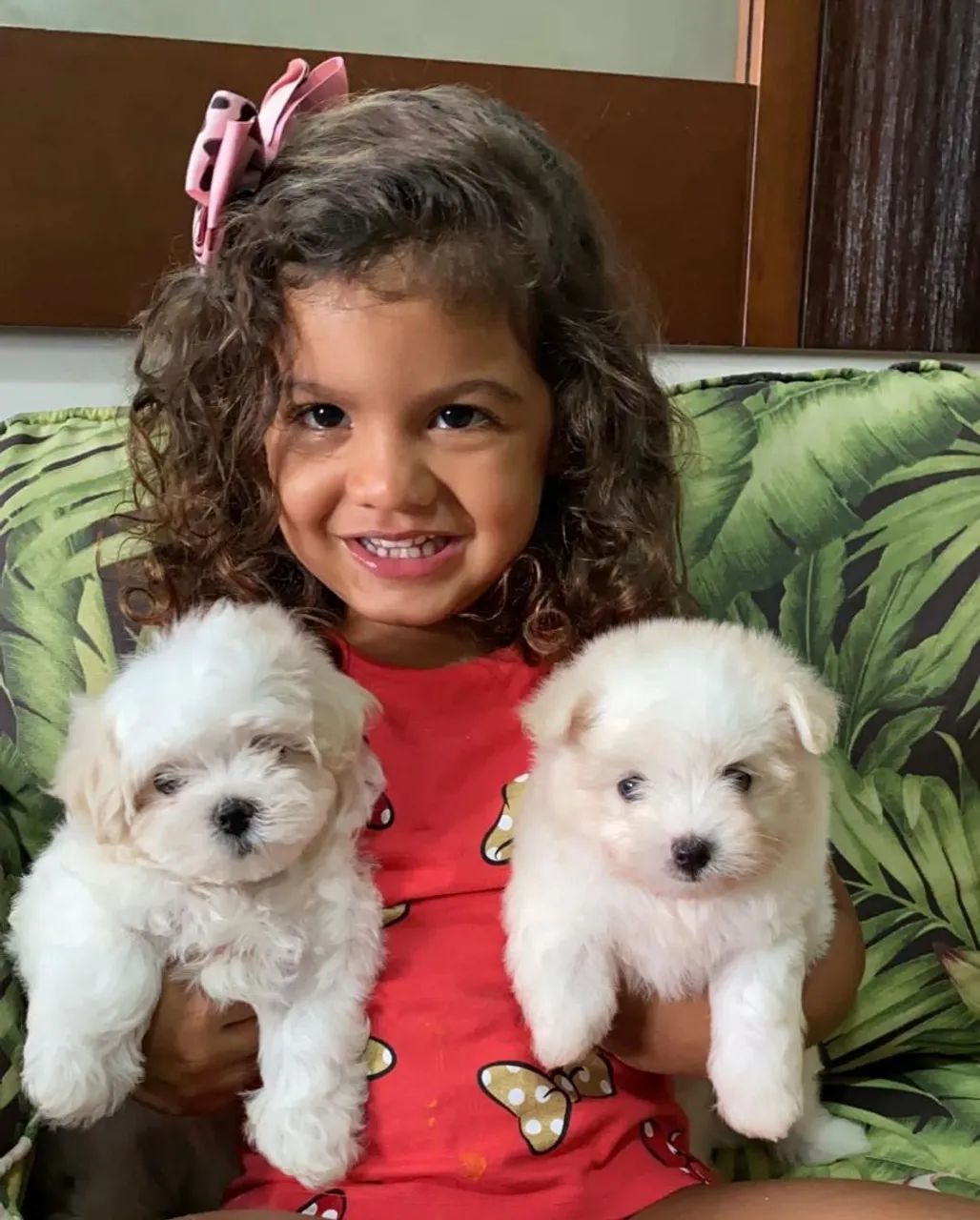 Maltês Lindos e Fofos! Somos especializados na raça.