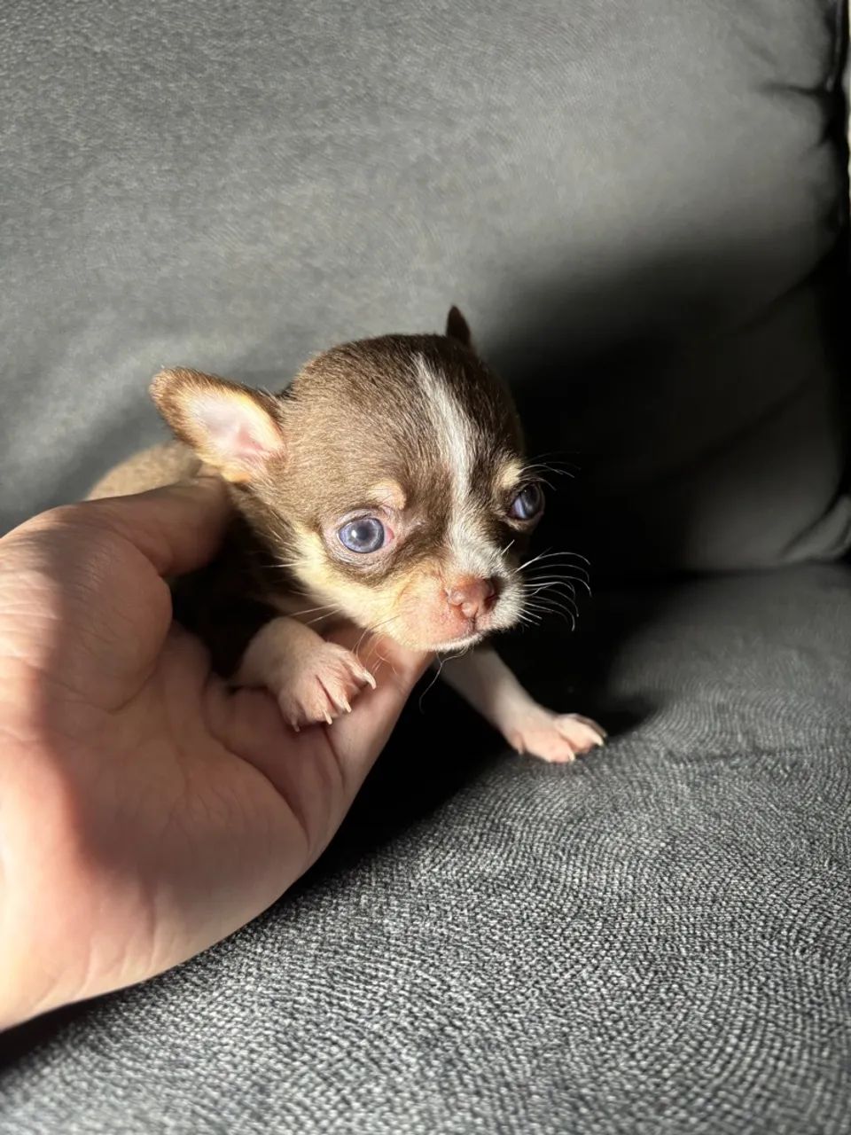 Filhote de chihuahua macho chocolate  - Foto 4