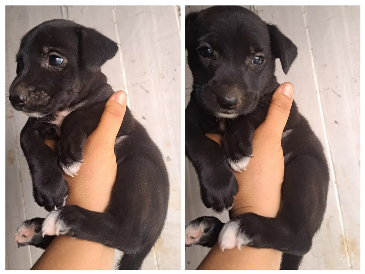 Filhotes de cachorro  adorável