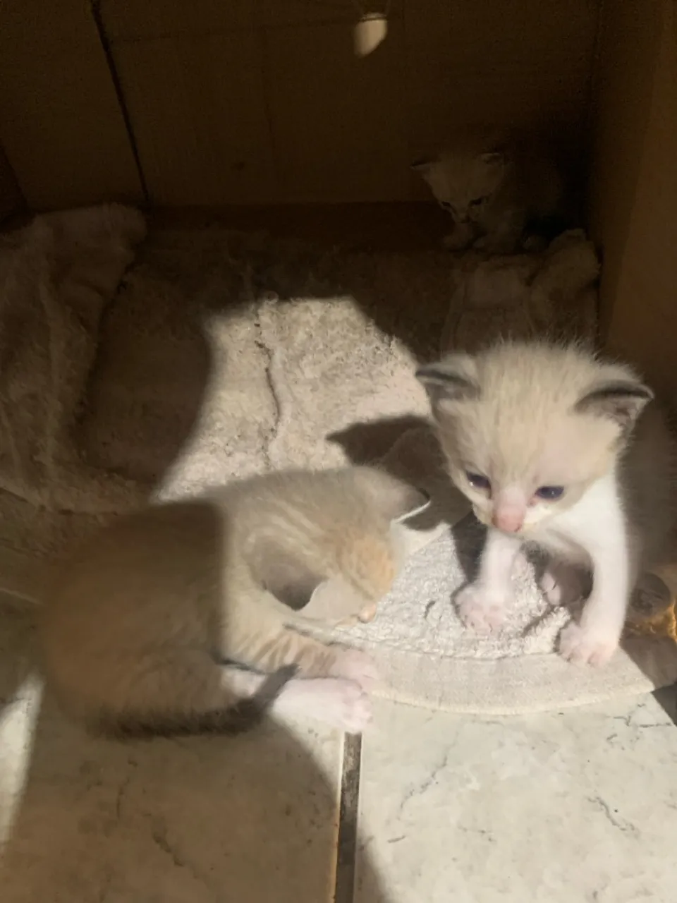 Lindos filhotes de gato para adoção!