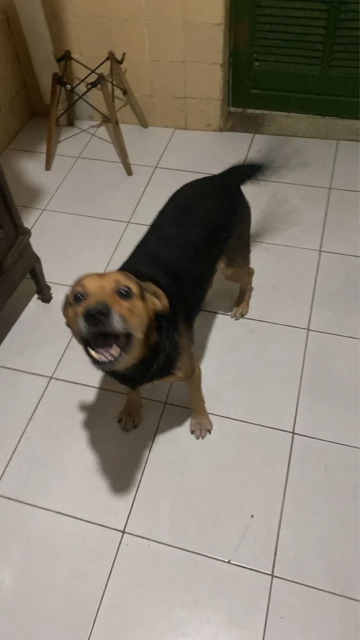 Cão mistura de raça srd com bigo 