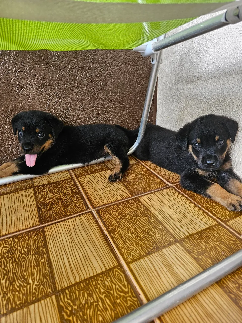 Filhotes de Rottweiler macho e fêmea 
