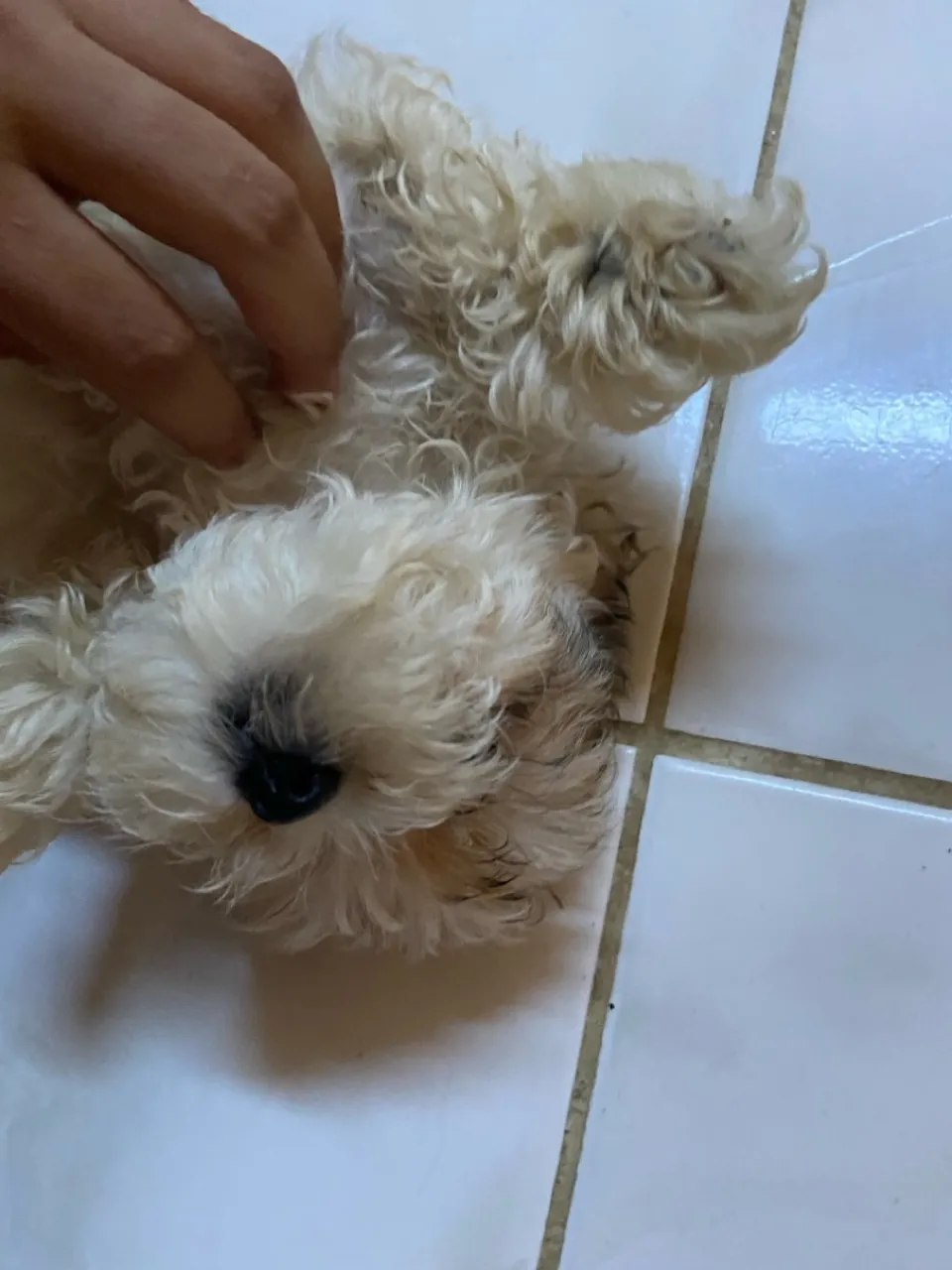Vende se filhote de shih tzu fêmea
