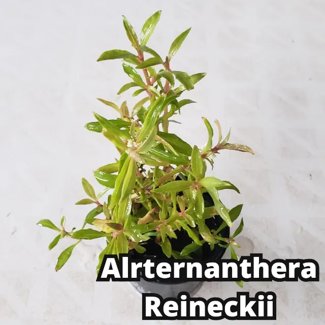 Alternanthera Reineckii Mini Linda Planta Vermelha Aquário Plantado