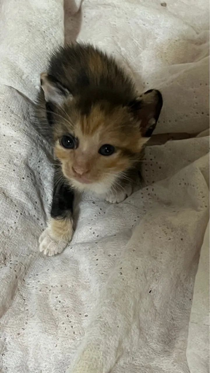 Adoção de gatinhos! 