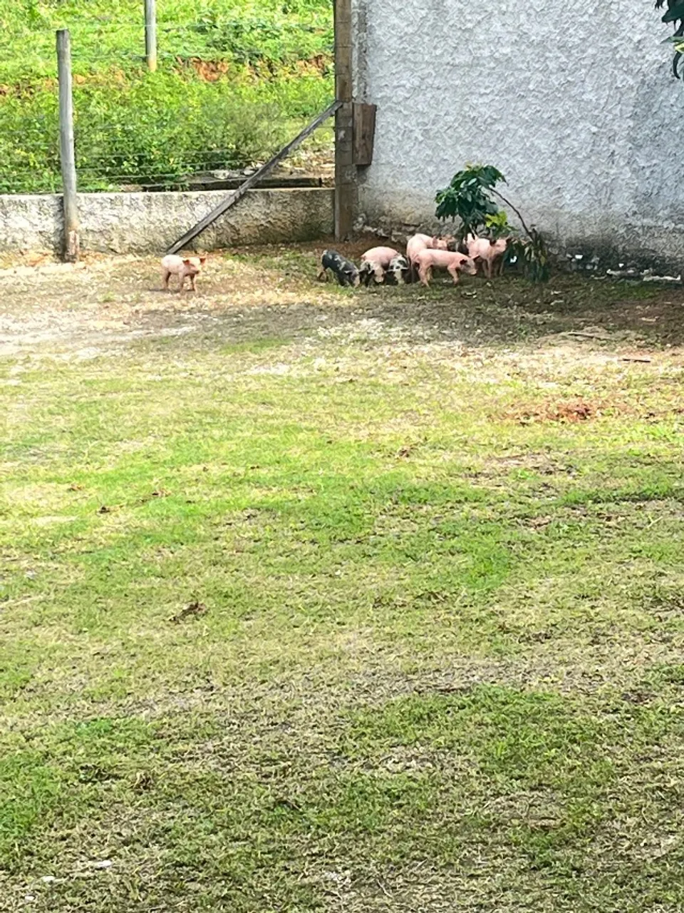 Porcos