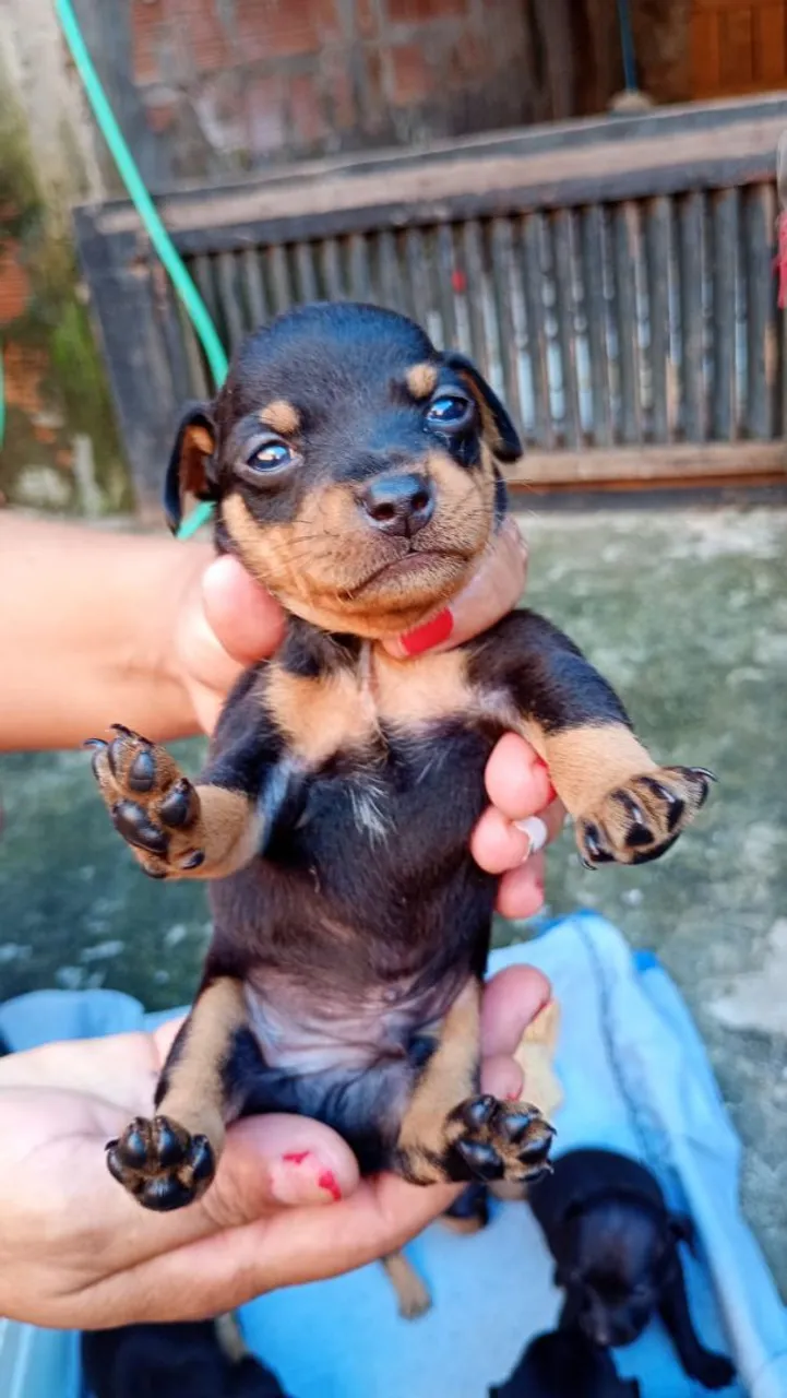 Vendo Filhote de Pinscher n.1
