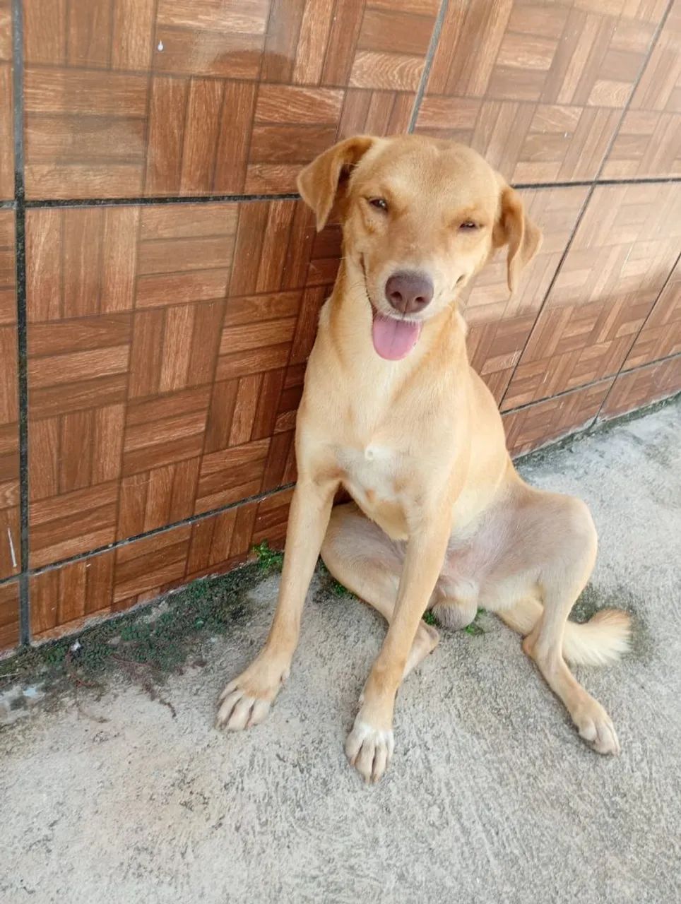 Adoção Responsável  - Foto 3