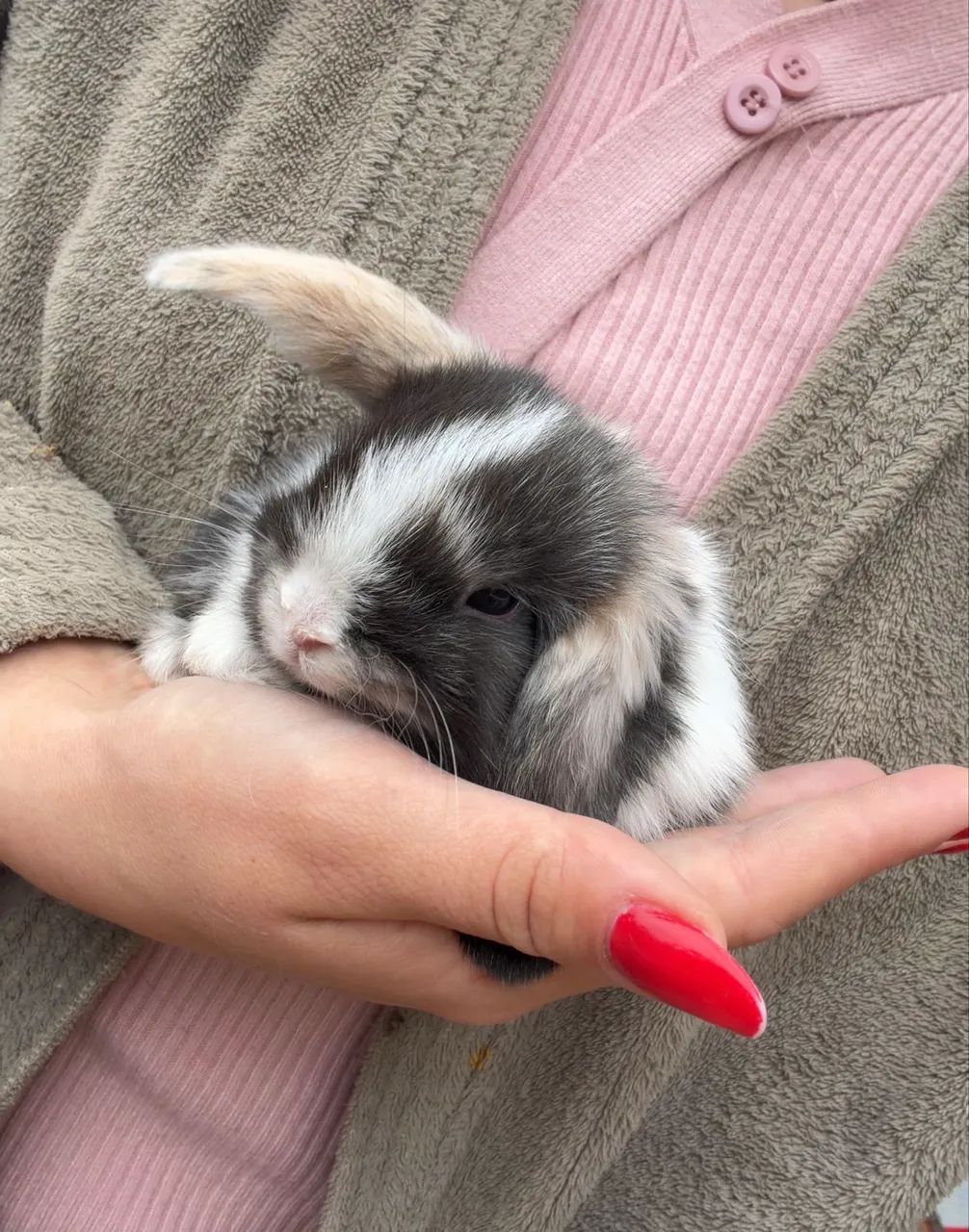 coelhos mini lop  - Foto 4