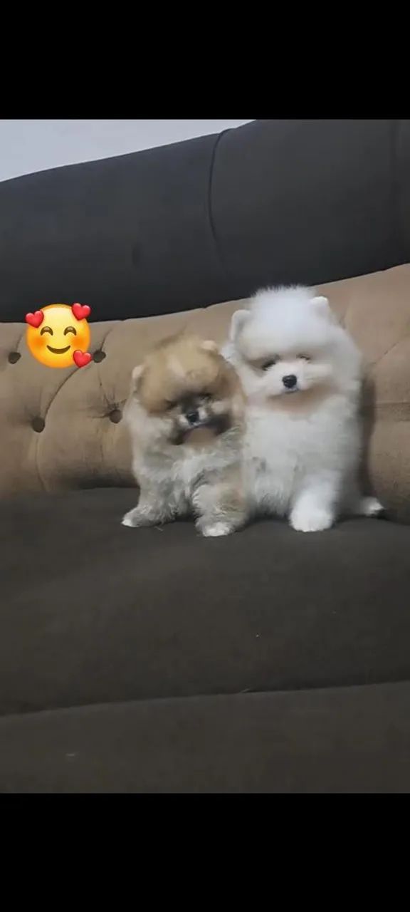 Filhotes machos de Spitz 