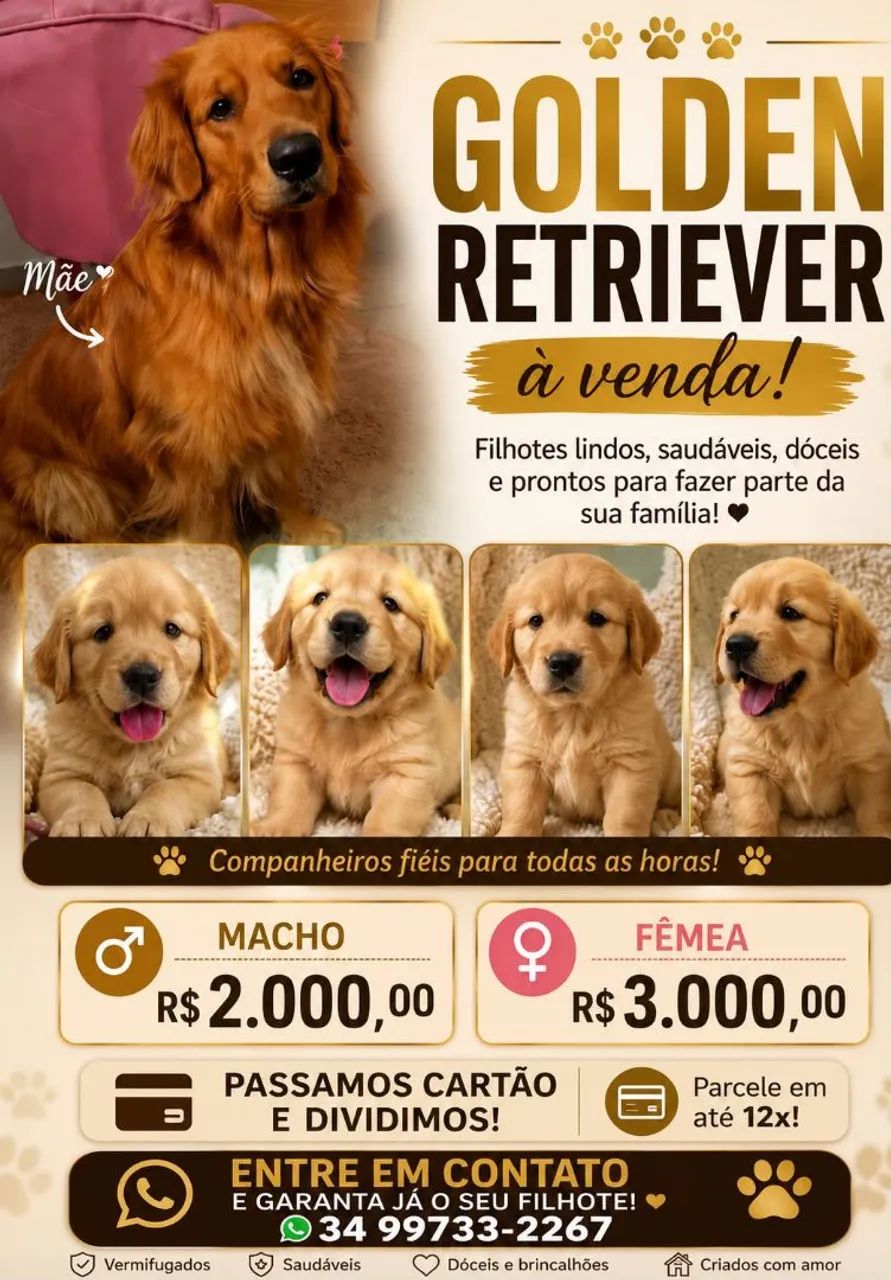 GOLDEN RETRIEVER AVENDA! 