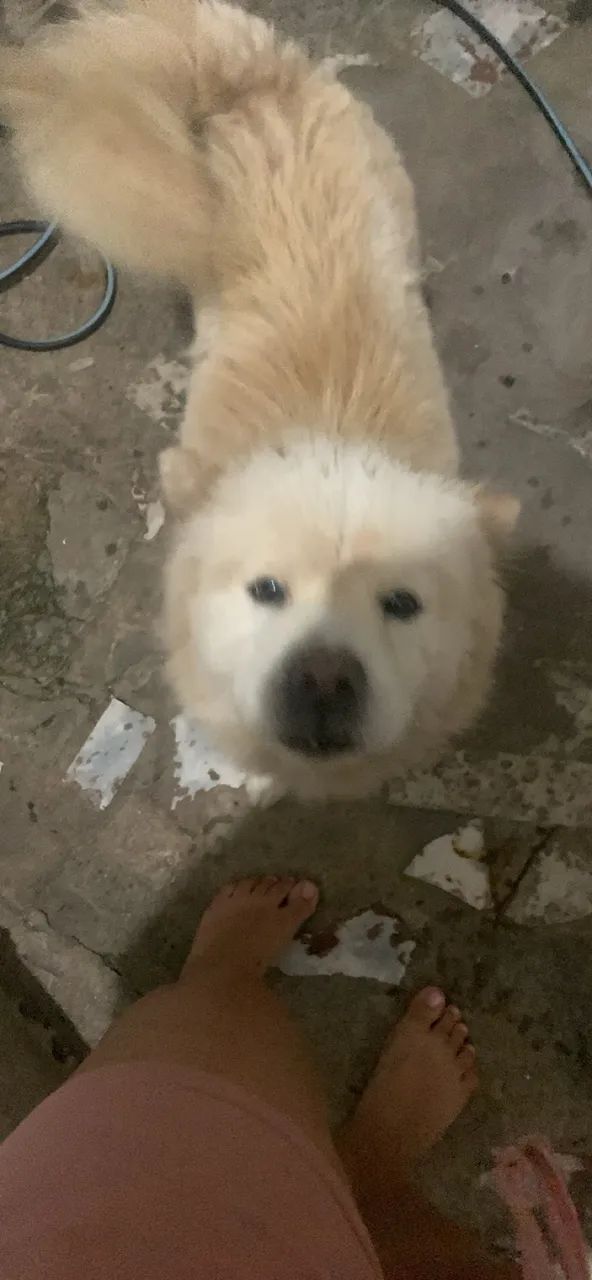 Doa se chow chow mini 