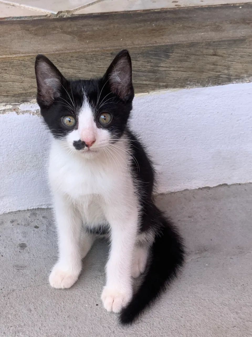 Lindos gatinhos 