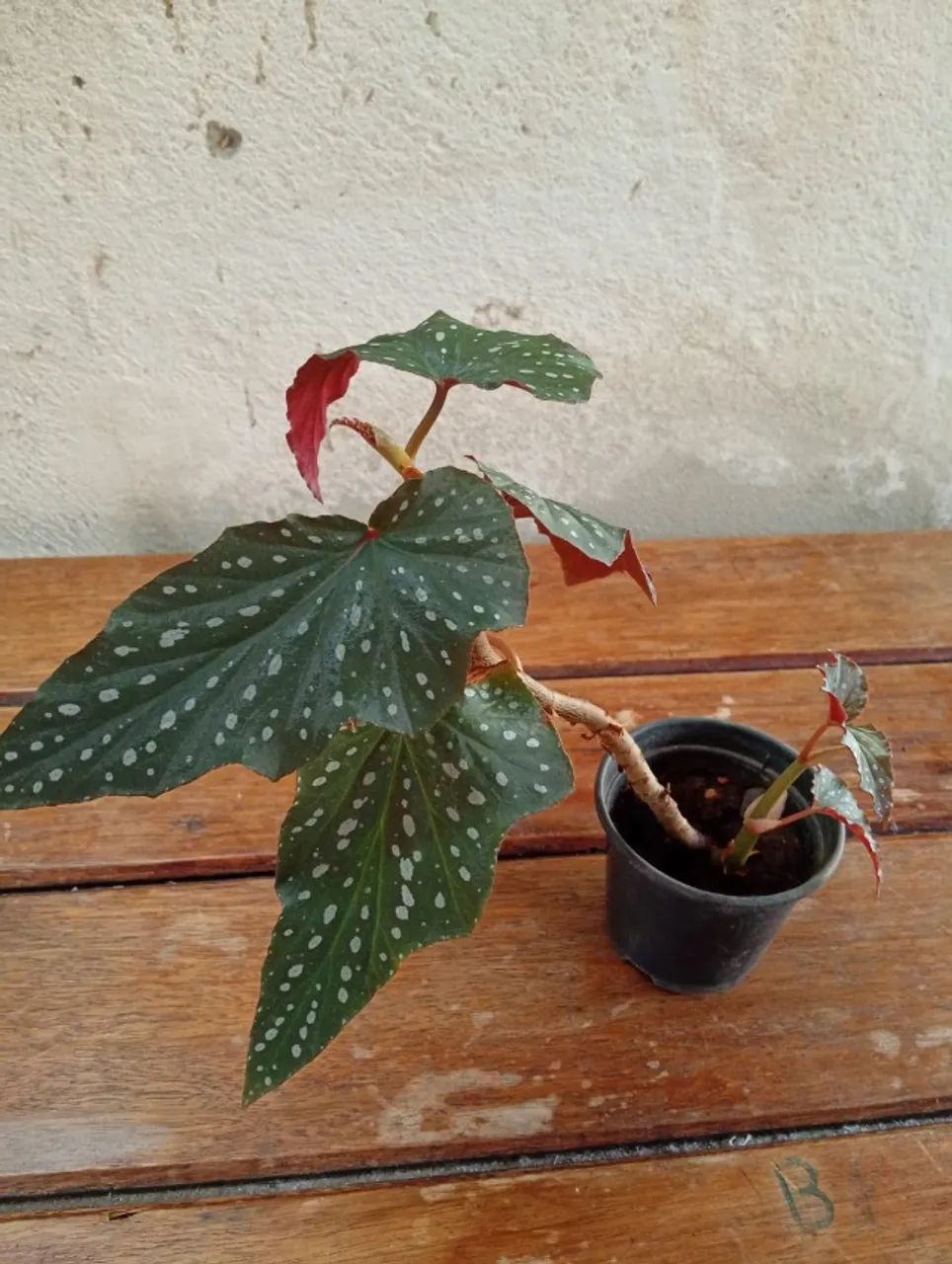 Plantas  - Foto 5