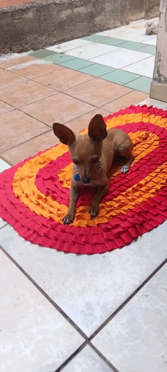 Vendo pinscher  - Foto 5