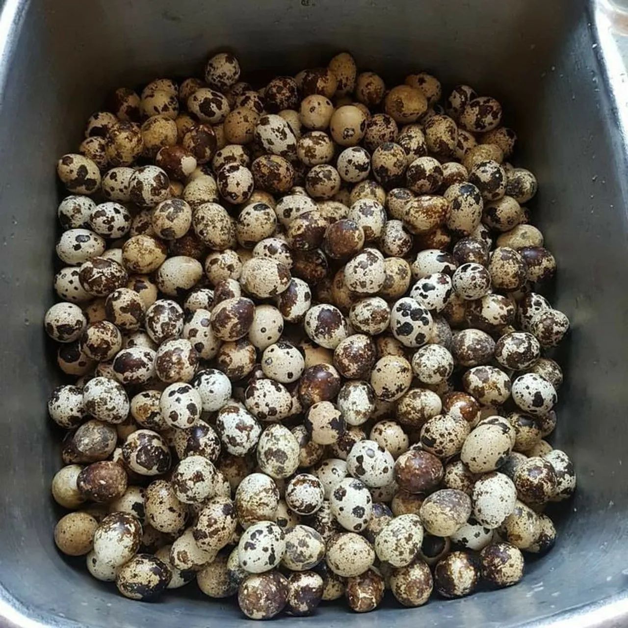 Ovos de Codorna - Foto 2