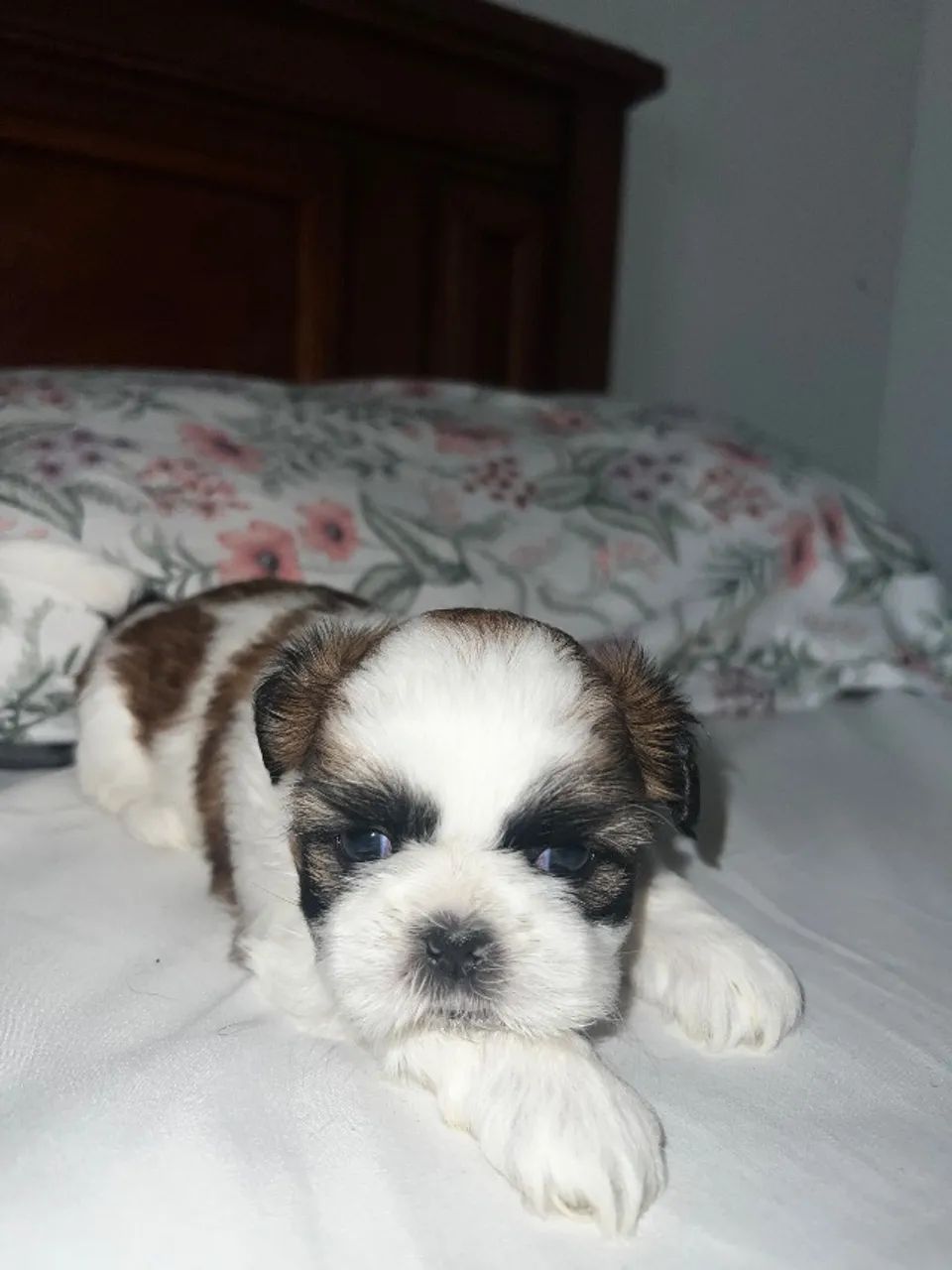 Filhote de shih tzu  - Foto 2