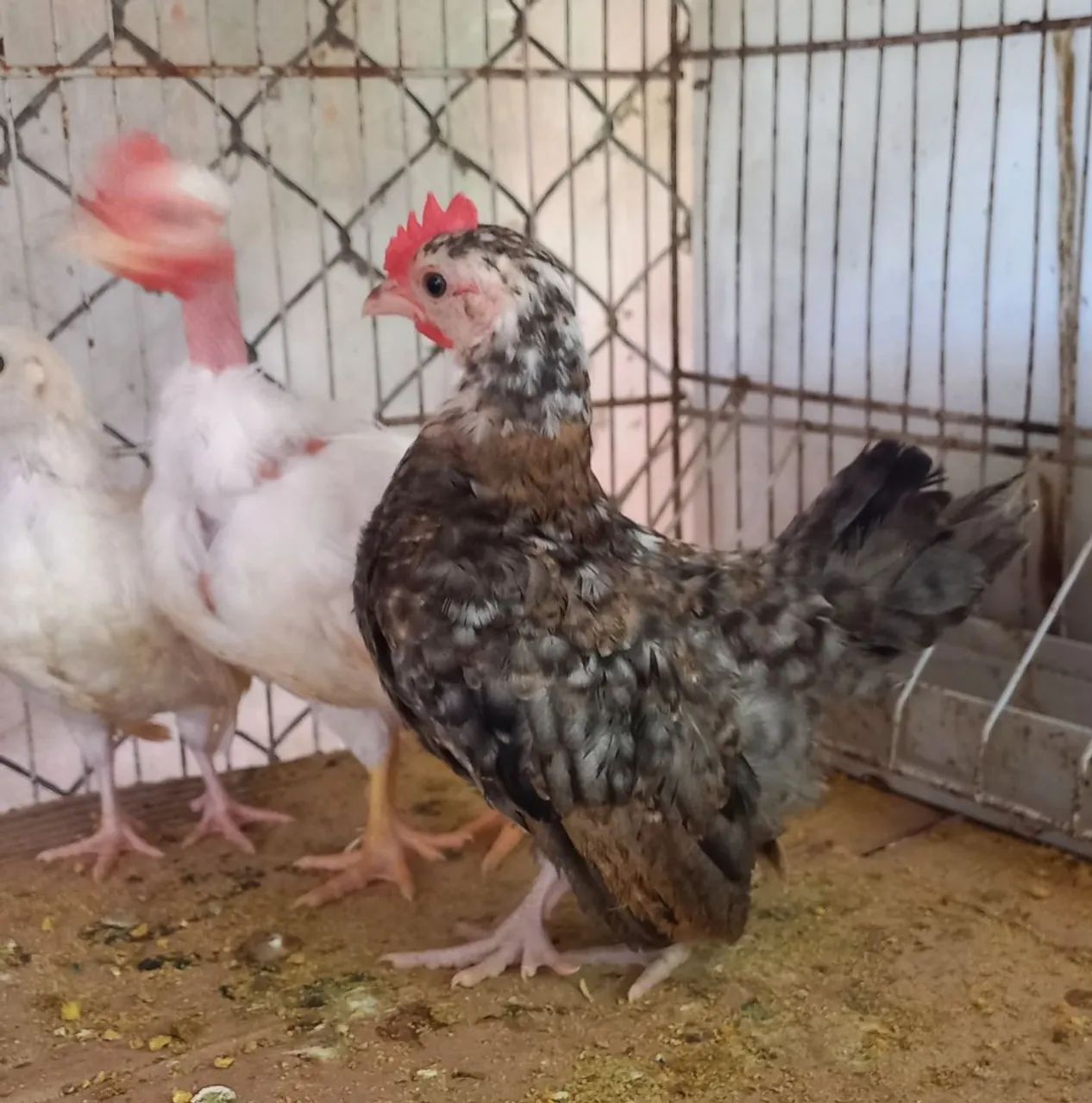 Galo  - Foto 2