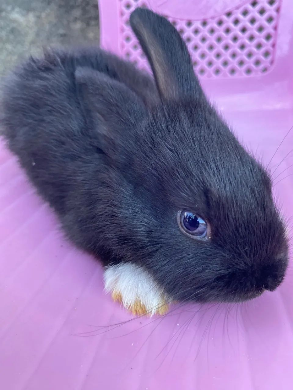 Vende-se Coelhos  - Foto 4