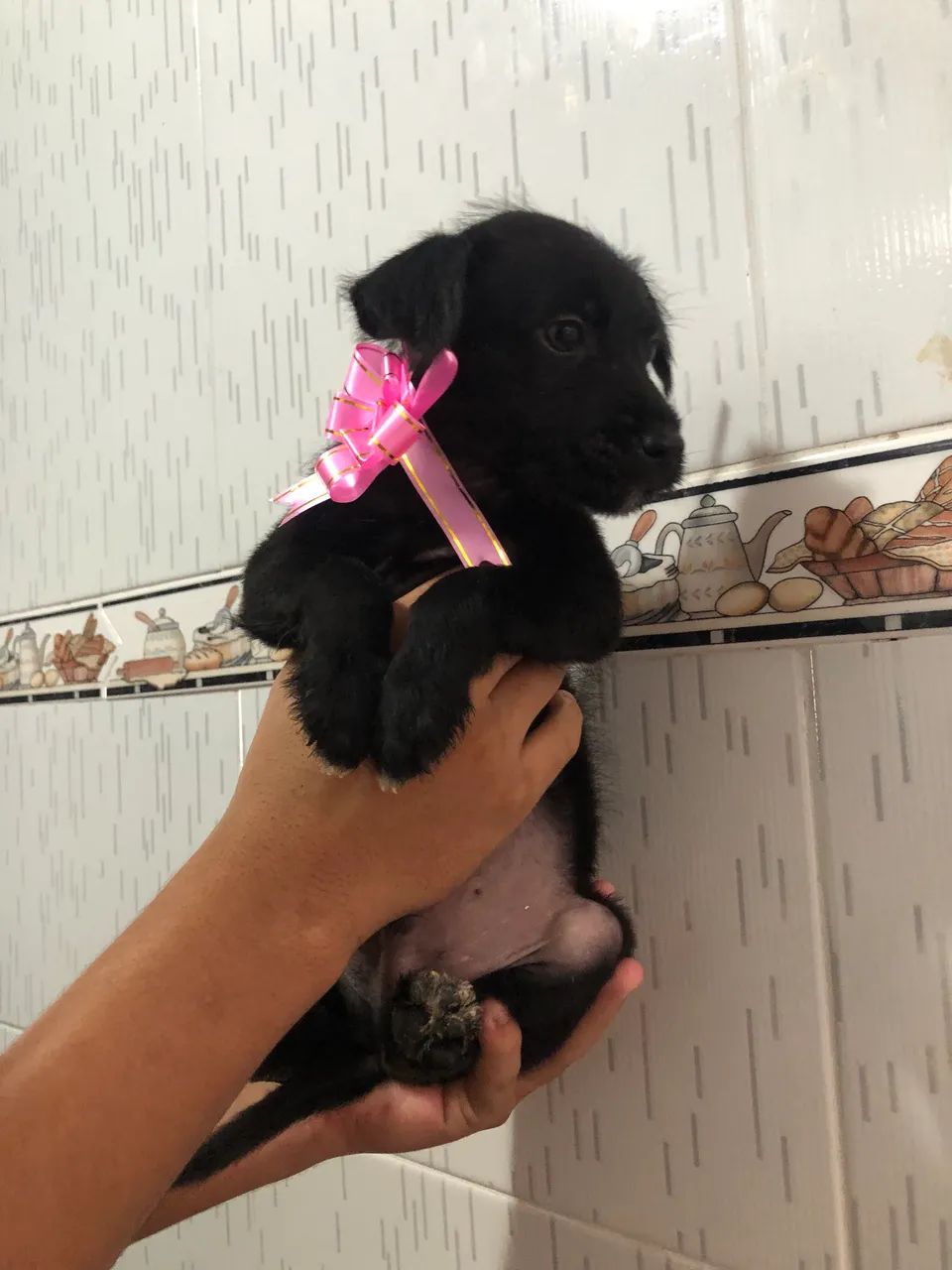 cachorrinhos p doa ção  - Foto 2