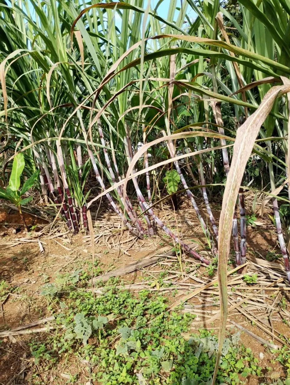 Chácara 2.000 m² com casa em construção e pomar formado e área verde - Foto 4