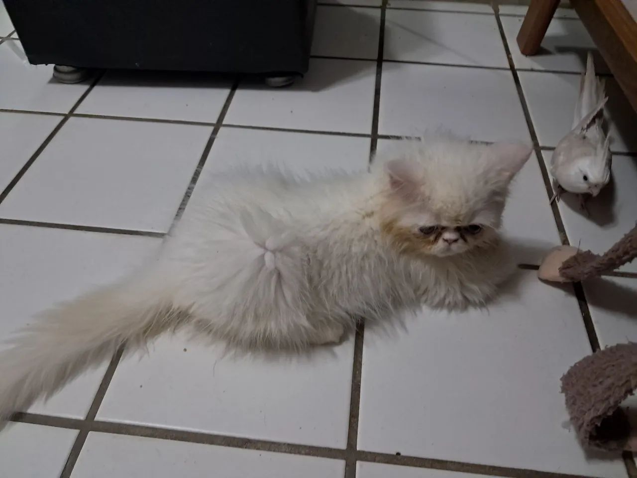 Gato persa - Foto 2