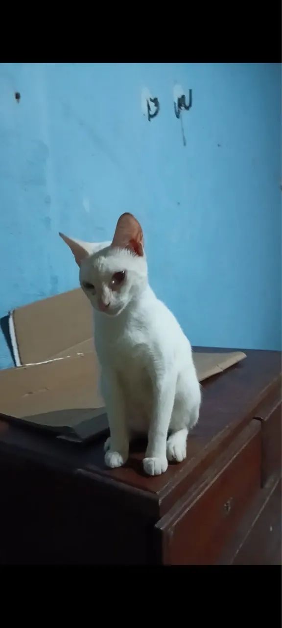 gatinha castrada - Foto 2
