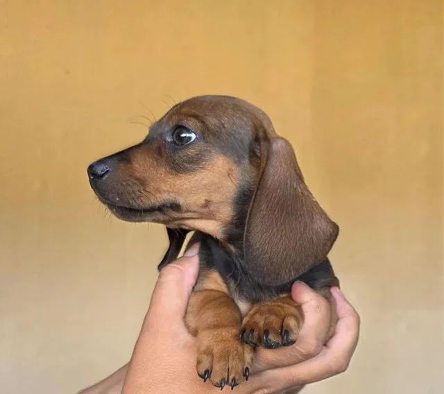 Basset teckel qualidade e saude garantida 