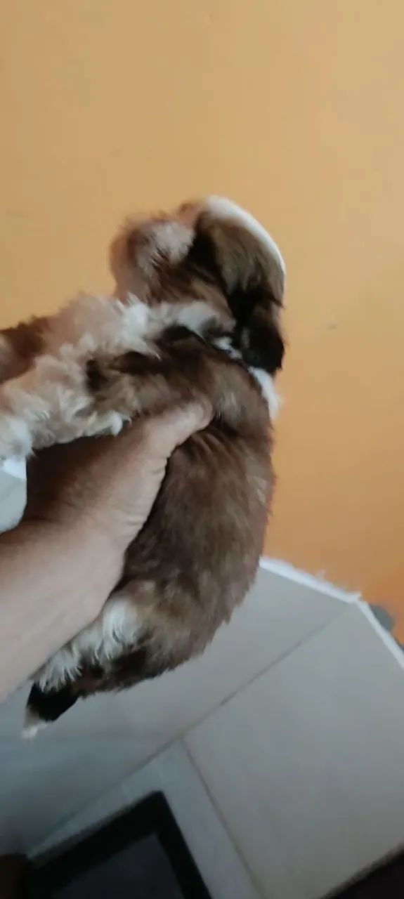 Shitzu macho lindo  - Foto 4