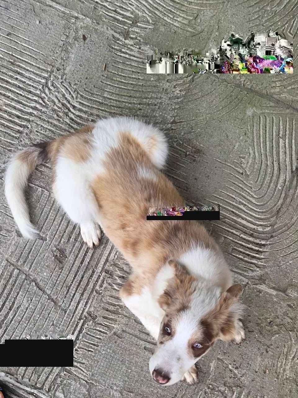 Border Collie - Foto 3