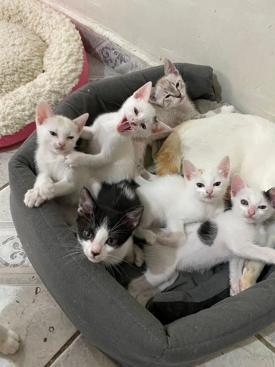 Gatinhos filhotes - Foto 4