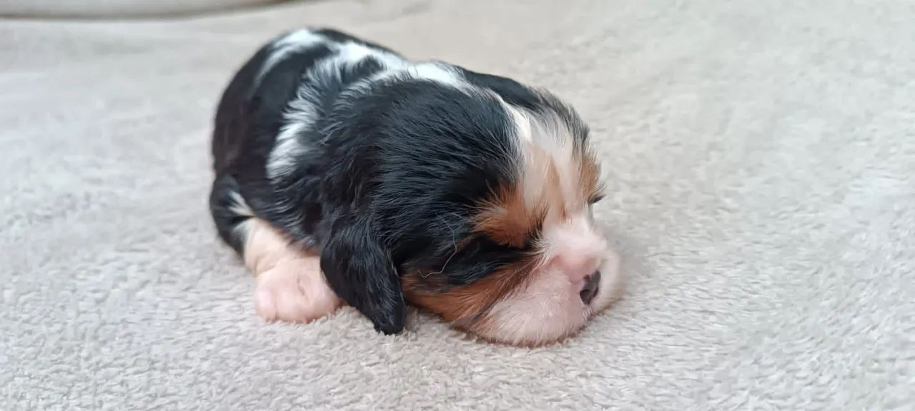 ? CAVALIER KING CHARLES - MACHO E FÊMEA ? - Foto 3