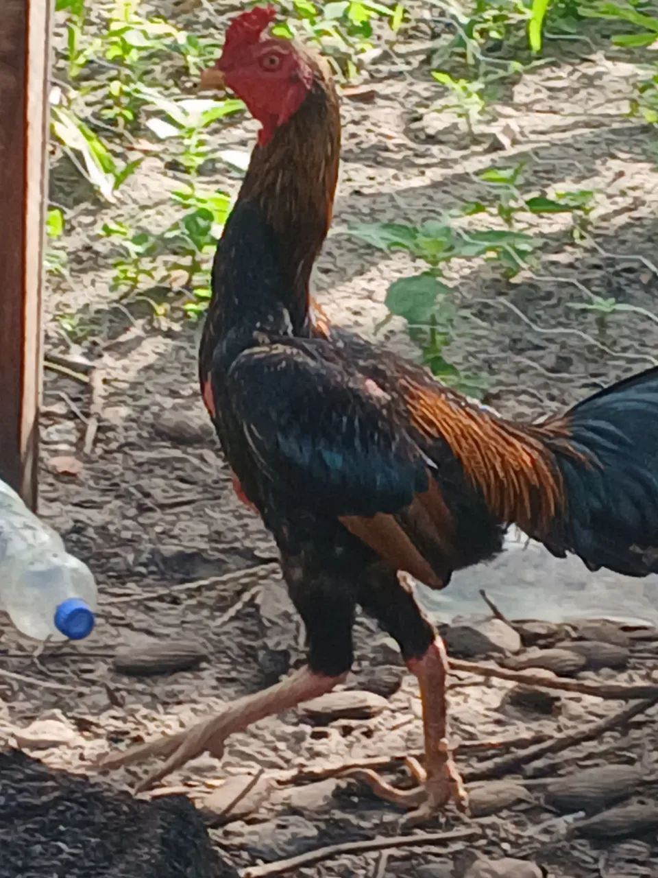 Frango de raça  pura filho de campeao - Foto 3