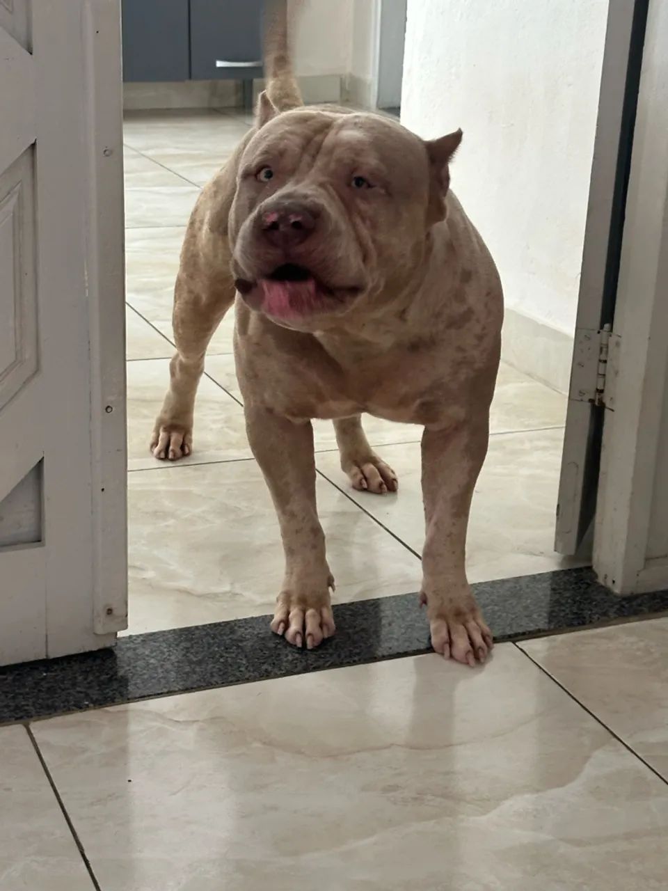 Pitmonster merle para cobertura
