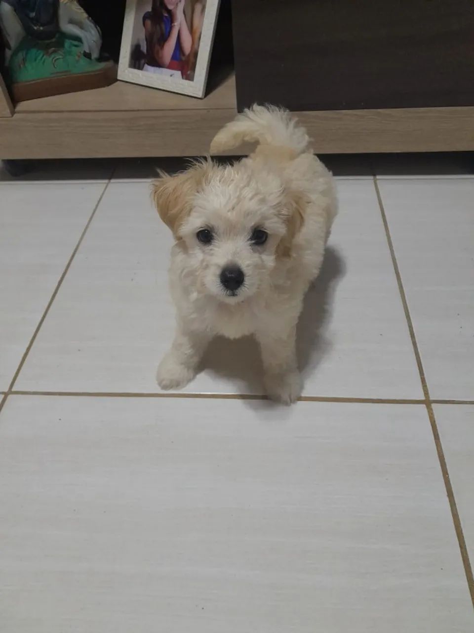 Podle filhote 2 meses