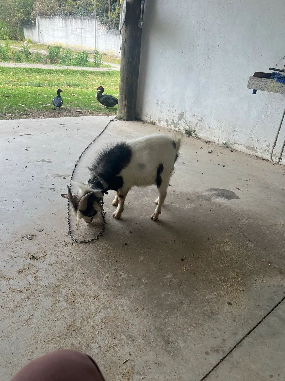 Vendo um bode pequeno - Foto 3