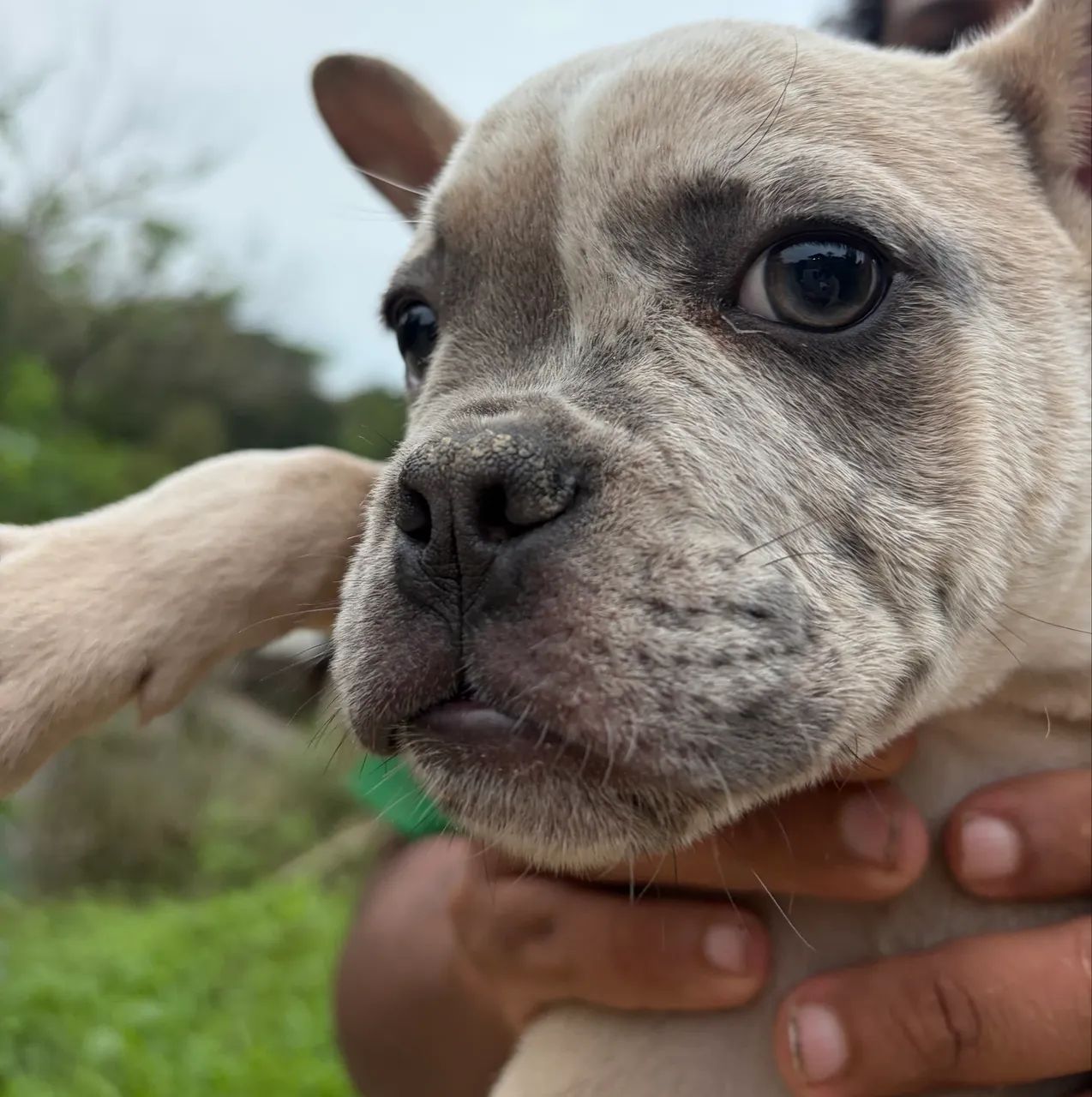 American Bully - Foto 3