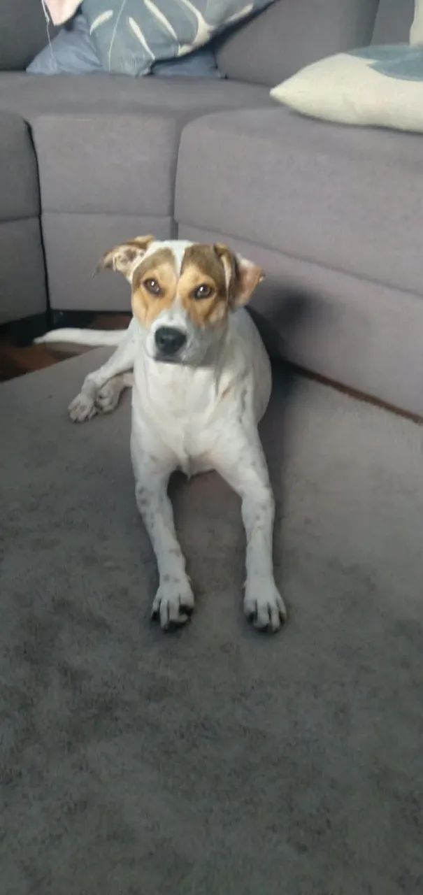 Cachorrinha para doação.  - Foto 2