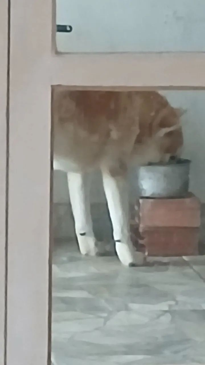 Akita - Foto 3