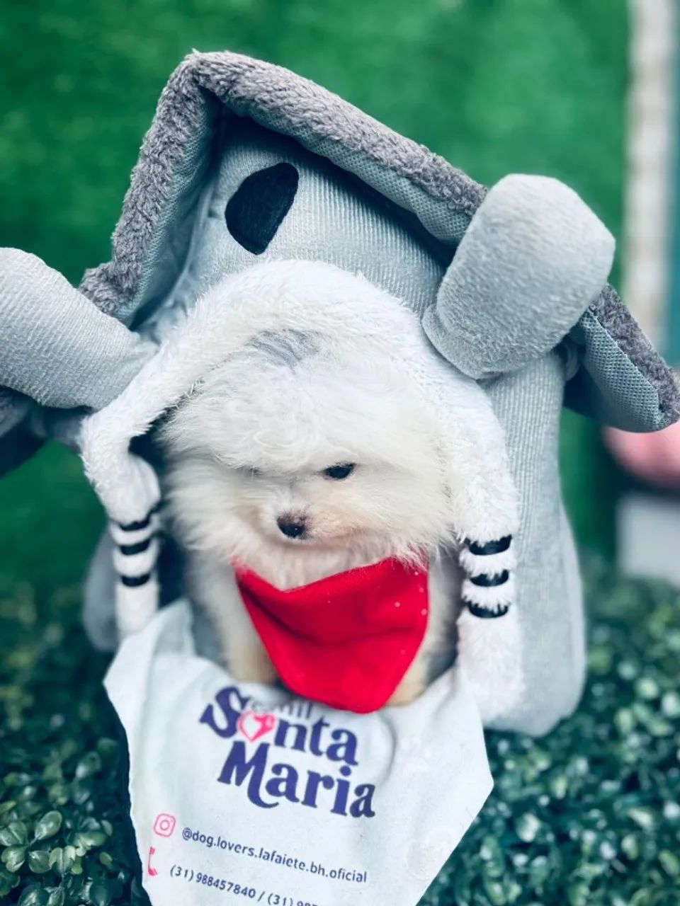 spitz alemão anao miniatura branquinho ursinho  - Foto 4